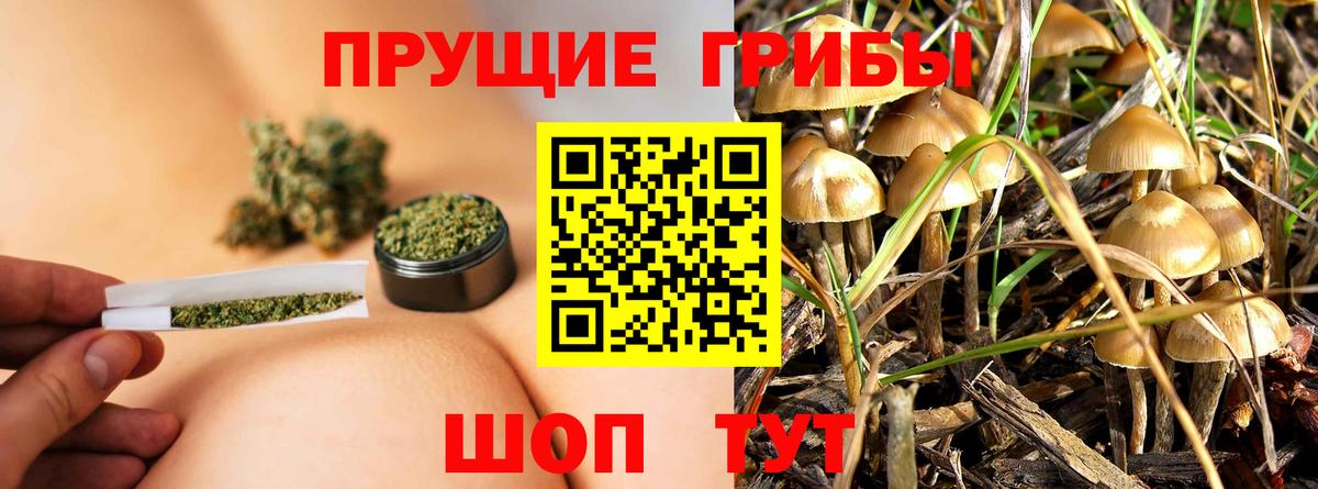 Галлюциногенные грибы Psilocybine cubensis Красноуфимск
